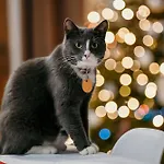 Kiton House Semesterbostad *