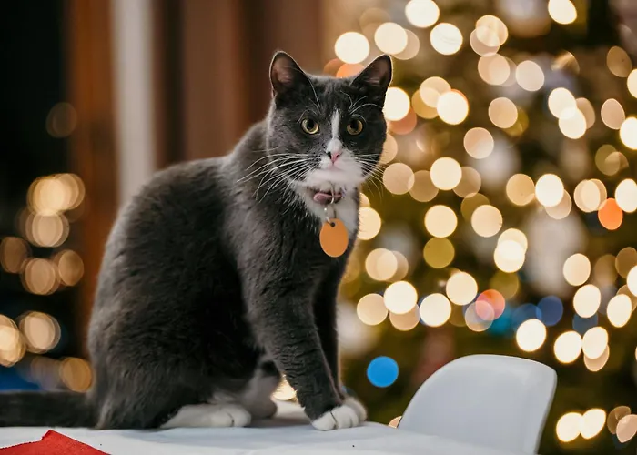 Kiton House Dom wakacyjny *